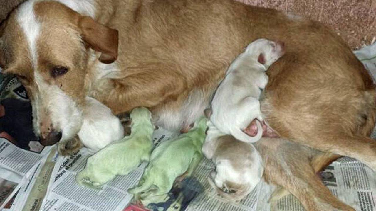 Terlahir Unik, Anak Anjing Ini Berbulu Hijau