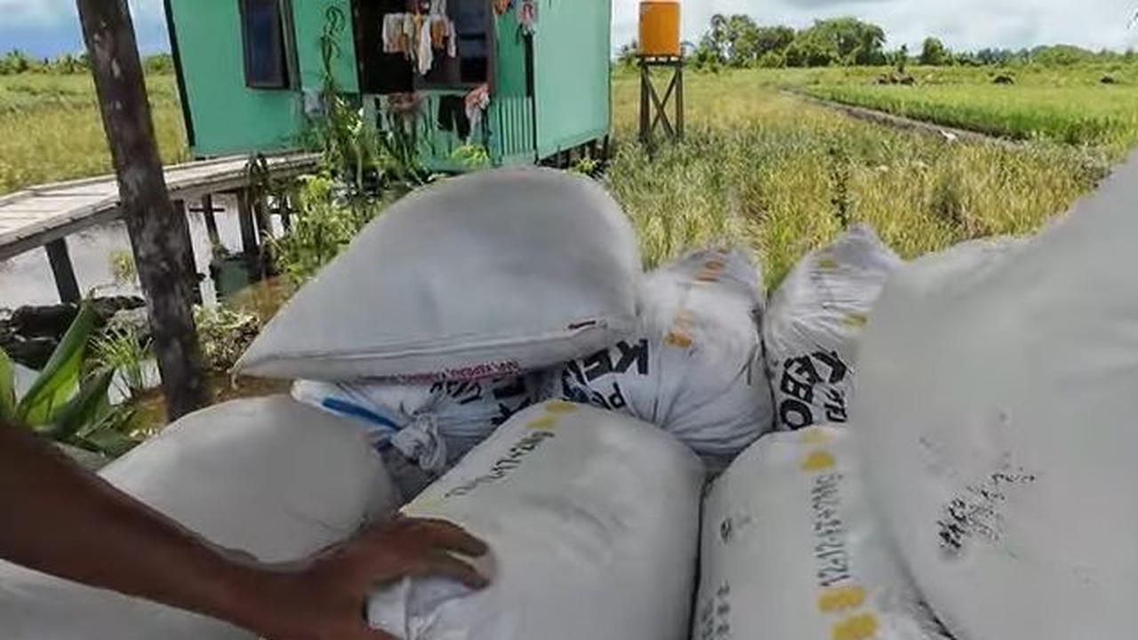 Pria yang belum diketahui namanya itu menyebut bisa memanen gabah hingga 1 ton dalam satu satu kali panen di lahan yang ia garap.<br>