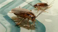 7 Alasan Kecoak Datangkan Kerugian bagi Kesehatan Tubuh