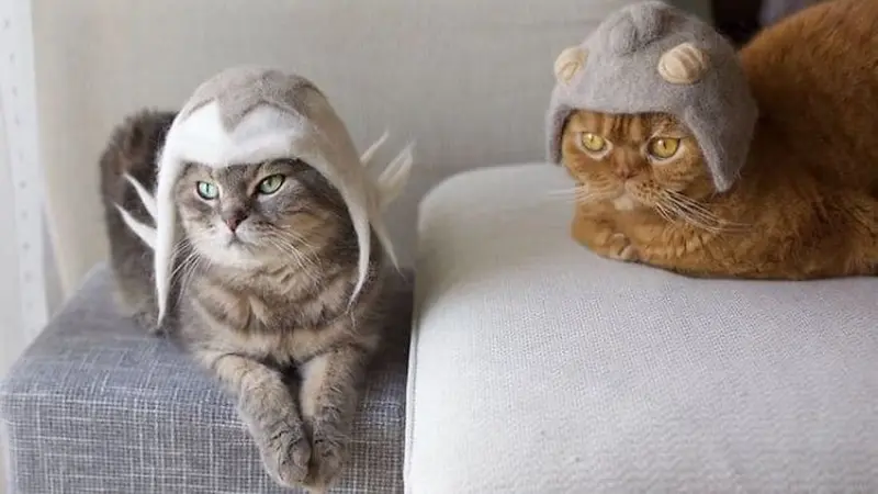 10 Potret Kucing Pakai Topi, Wajahnya Jadi Imut Banget