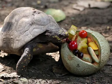 Seekor kura-kura memakan buah setelah hewan di kebun binatang Cali menerima hadiah makanan sebagai bagian dari perayaan Natal tradisional, di Kolombia pada Senin (20/12/201). (Paola MAFLA / AFP)