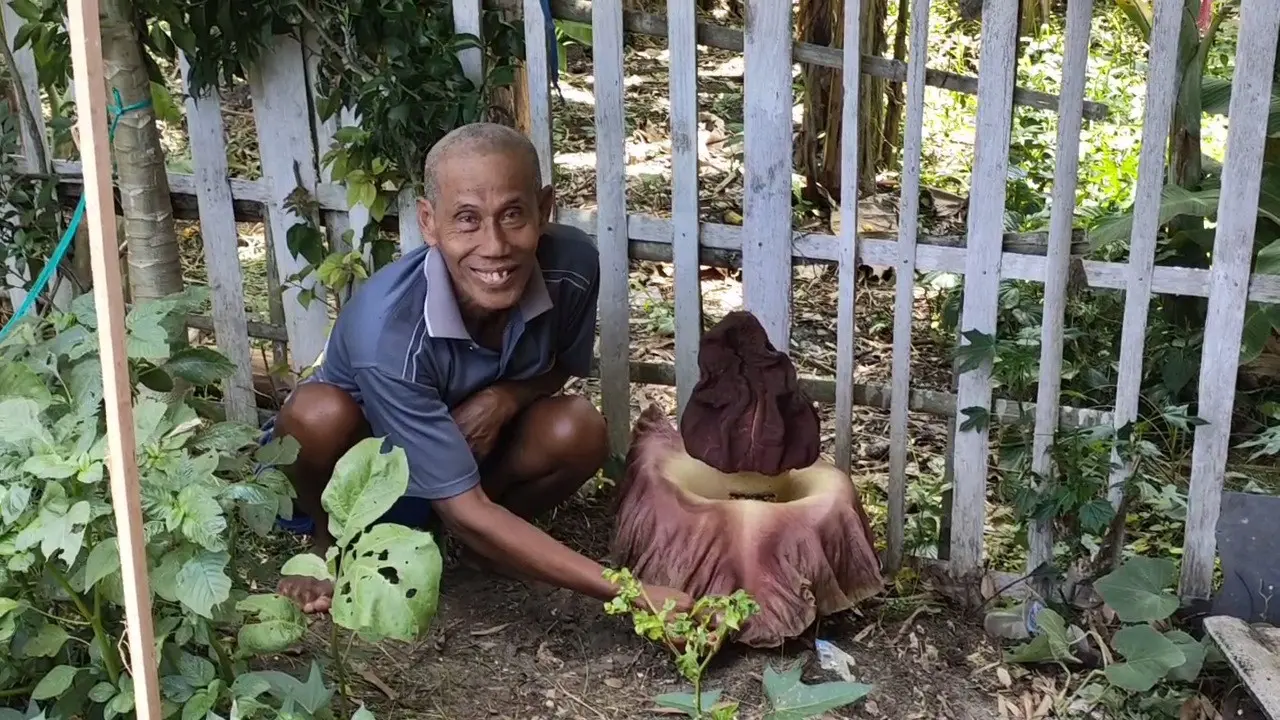 Bunga bangkai tumbuh di pekarangan rumah warga di Bojonegoro. (Adirin/Liputan6.com)
