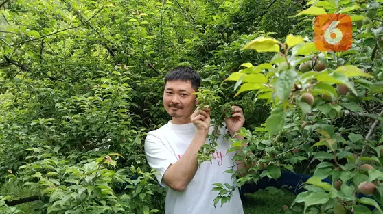 Laporan Liputan6.com dari Wakayama Jepang: Bertandang ke Kebun Plum