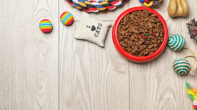 Sudah Benarkah Caramu Menyimpan Makanan Kucing? Ini Jawabannya