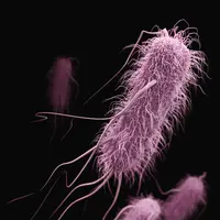 Simak penjelasan mengenai penjelasan terkait penyebab, gejala, dan cara pengobatan jika terjangkit amoeba pemakan otak. (unsplash.com/CDC)