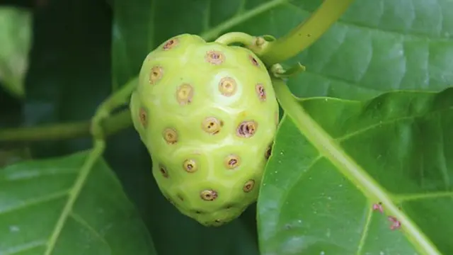 cara mengusir tikus
