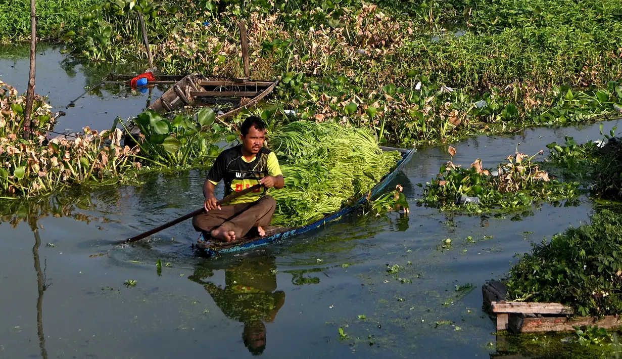 <p>Seorang petani memanen mimosa air dari perahu di sebuah perkebunan di Phnom Penh, Kamboja, 28 April 2022. Mimosa air adalah hidangan sayuran yang populer di Kamboja. (TANG CHHIN Sothy/AFP)</p>