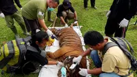 Dokter Yanti yang hanya satu satunya perempuan dalam tim rescue BKSDA harus berhadapan dengan ganasnya alam dan tantangan dari para pemburu Harimau Sumatra (Liputan6.com/Yuliardi Hardjo)