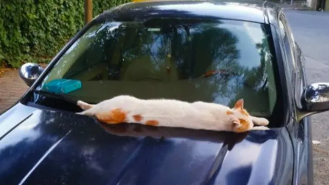 7 Potret Lucu Kucing Saat Bersantai di Tempat Tak Semestinya