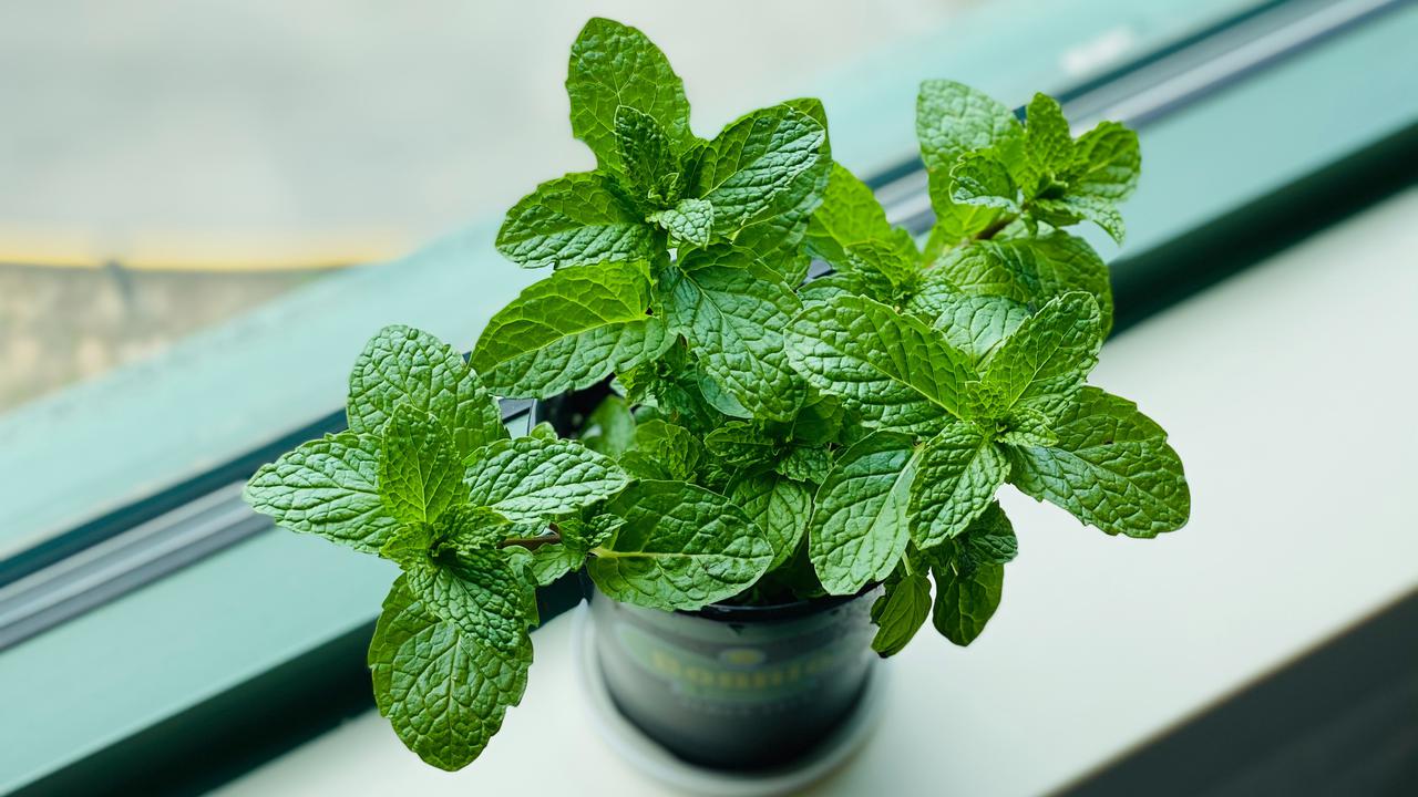 Ilustrasi daun mint
