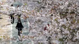Saat musim semi tiba, bunga sakura akan bermekaran di seluruh penjuru Korea Selatan. (AP Photo/Ahn Young-joon)