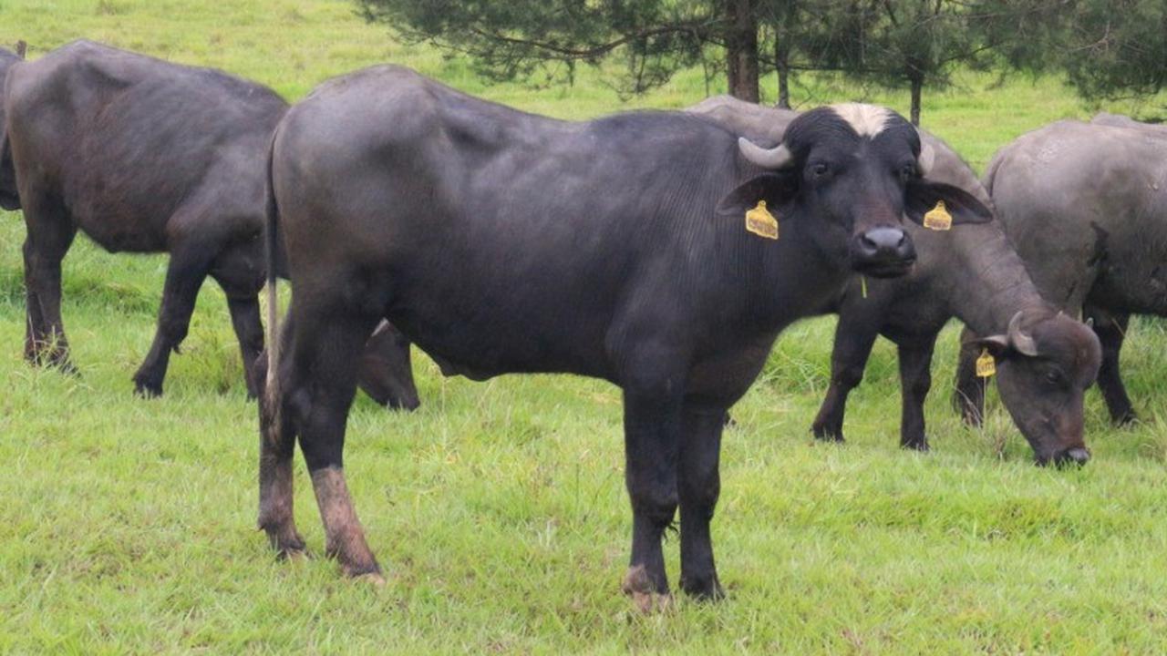 Dukung Program Sikomandan, Kementan Dorong Pengukuran Laju Pertumbuhan Kerbau