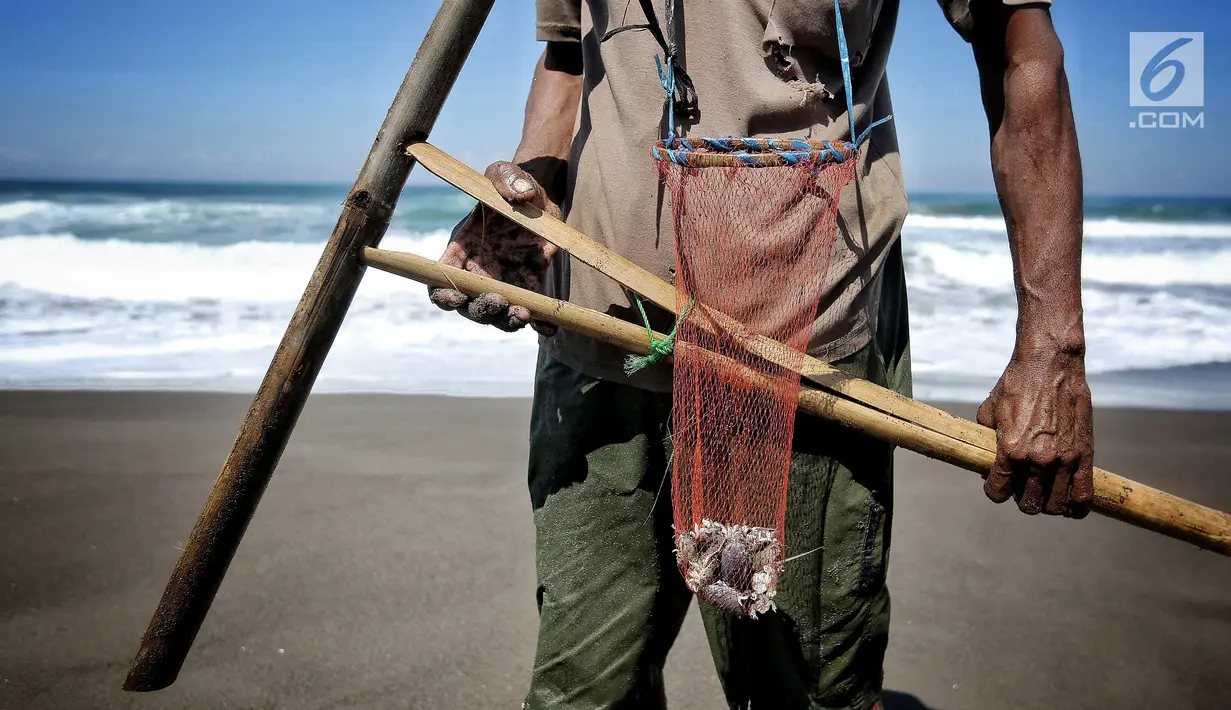 Marsiono memegang sebilah bambu hasil tangkapan undur-undur atau yutuk di bibir Pantai Bocor, Kabupaten Kebumen, Jawa Tengah, Sabtu (05/5). Hasil tangkapannya dijual ke pedagang atau tempat pelelangan ikan. (Liputan6.com/Fery Pradolo)