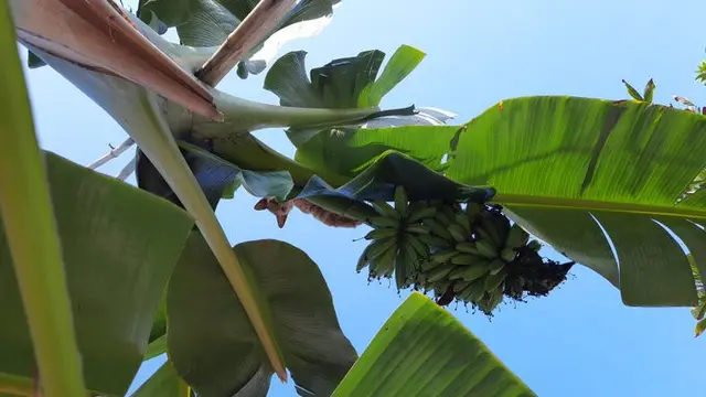 6 Tingkah Kucing Panjat Pohon Pisang Ini Bikin Geleng Kepala