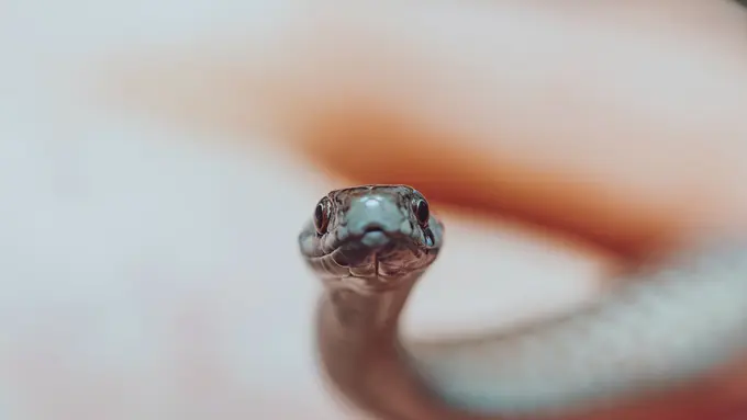 Mimpi Melihat Ular Kecil