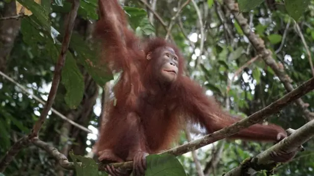 Orang Utan Artemis dan Gieke Pulang ke Hutan Taman Nasional Betung Kerihun, Sempat Sekolah Bertahun-tahun