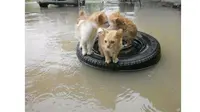 Foto 5 Kucing Menyelamatkan Diri dari Banjir Ini Bikin Terenyuh (sumber: Twitter.com/liarafahri)