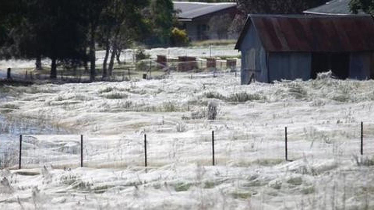 Jaring laba-laba selimuti desa di Australia ini