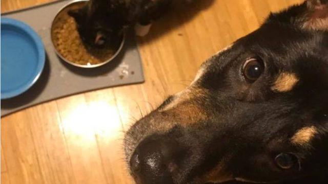 7 Potret Lucu Kucing saat Berkelahi dengan Anjing Ini Kocak