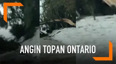 Pohon besar tumbang yang diakibatkan dari tiupan angin topan di Ontario, Kanada. Kejadian alam tersebut mengakibatkan pemadaman listrik, menutup jalan dan kecelakaan kendaraan.