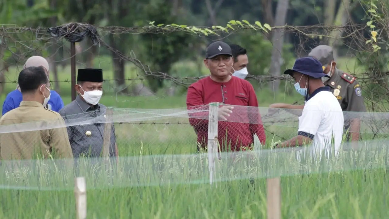 Bupati Situbondo Karna Suwandi (tengah) melihat galur tanaman padi yang akan di uji coba skala nasional. (Istimewa)