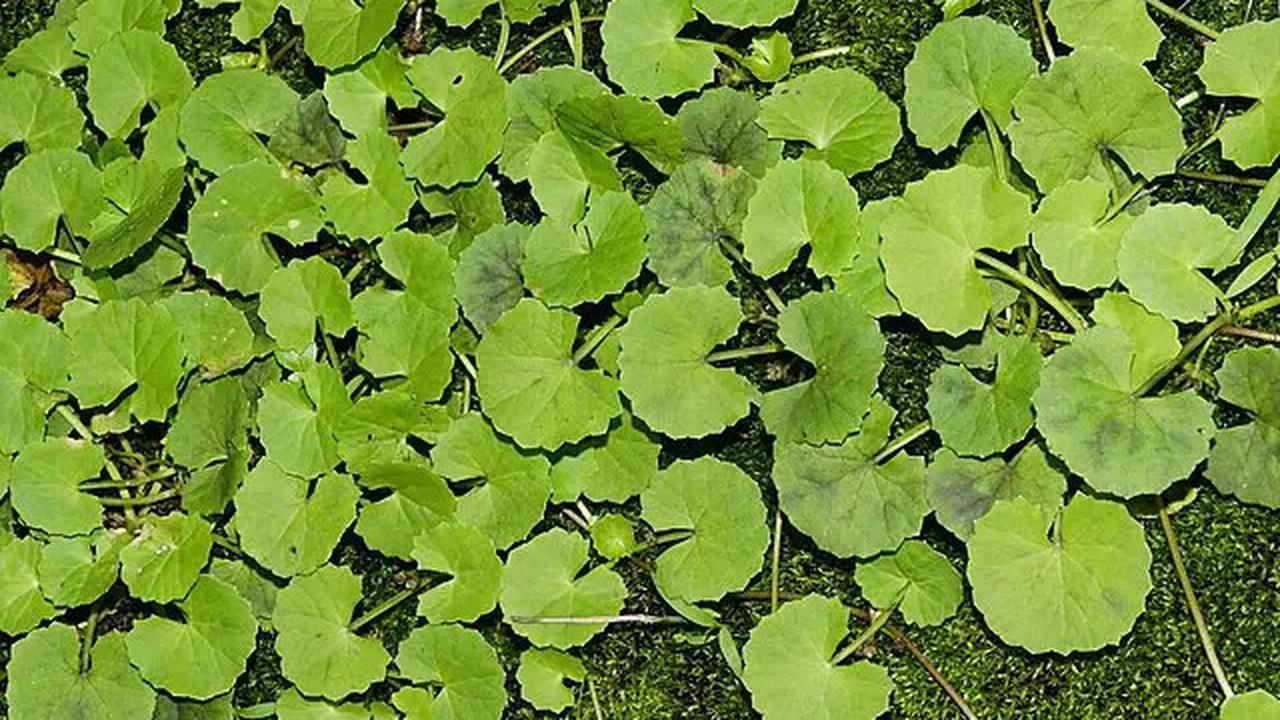 Manfaat Centella Asiatica dan Cara Mengolahnya, Daun Pegagan untuk Kesehatan Kulit hingga Otak