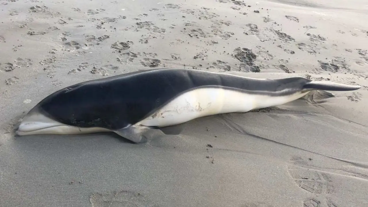 Spesies lumba-lumba Lissodelphis Peronii itu, atau dikenal dengan Southern Right Whale Dolphins, ditemukan di Pantai Timur Kota Port Fairy, Victoria. (Supplied: Caitlin Em)
