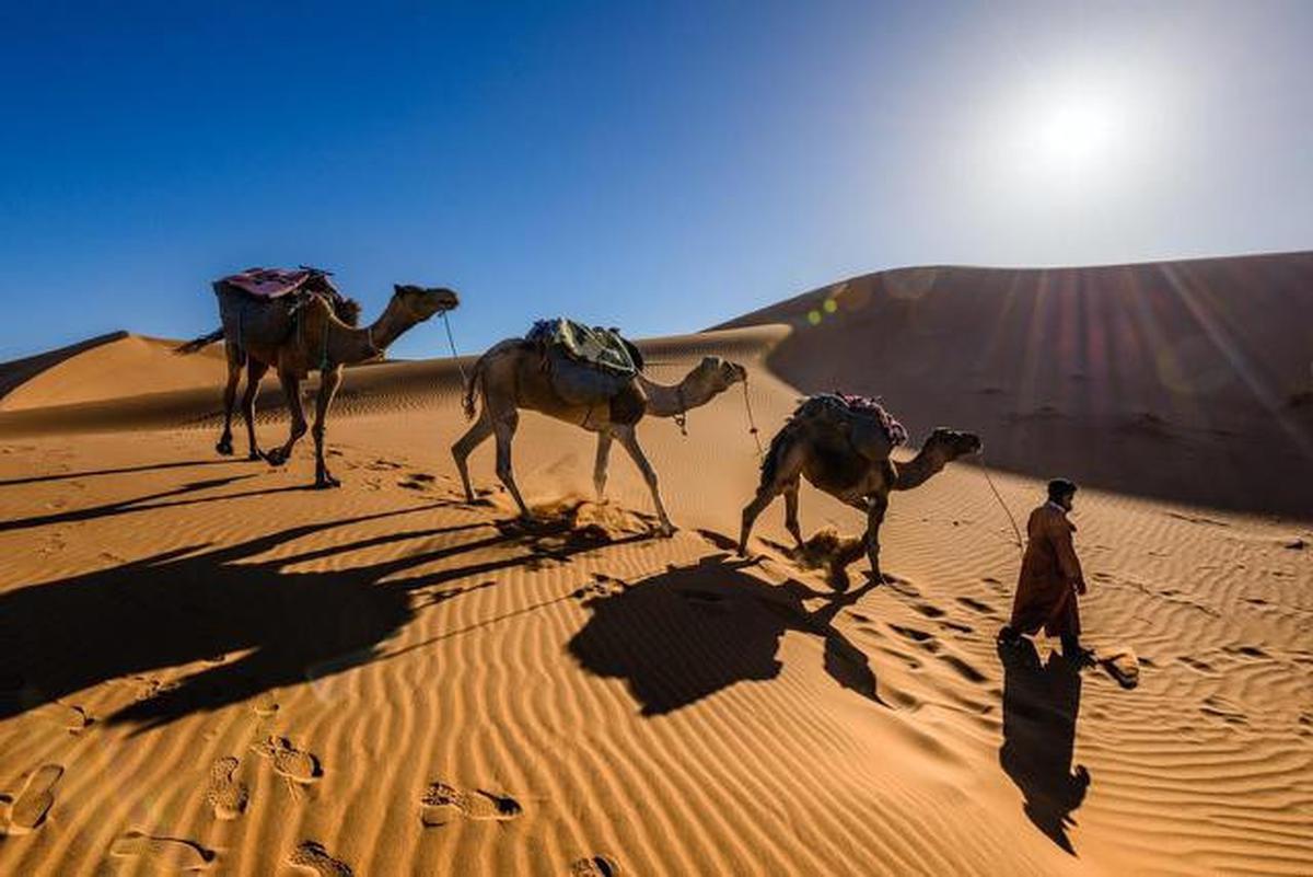 Obati Penyakit Unta dengan Ular Hidup? Ritual Kuno Arab Ini Bikin Merinding
