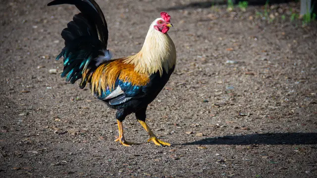 Ilustrasi ayam jantan