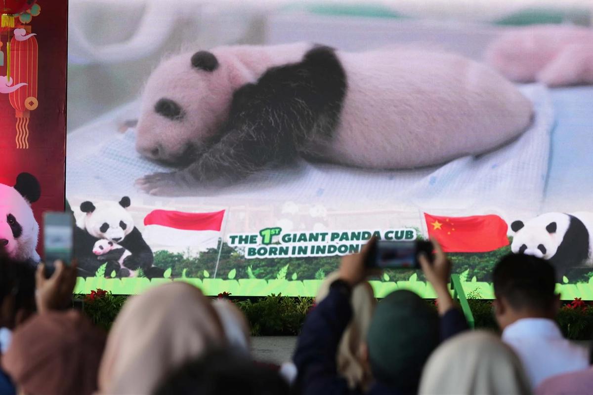 FOTO: Indonesia Catat Sejarah Kelahiran Anak Giant Panda