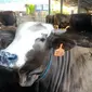 Peternakan sapi di Cilacap sudah mempersiapkan hewan kurban siap jual menjelang Hari Raya Idul Adha 1438 H. (Foto: Liputan6.com/Muhamad Ridlo).