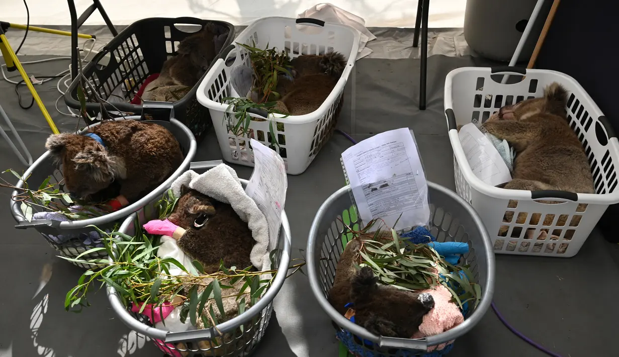 Koala tertidur dalam keranjang setelah mendapat perawatan di Kangaroo Island Wildlife Park, Pulau Kanguru, Australia, 14 Januari 2020. Dana 50 juta dolar Australia akan diberikan kepada kebun binatang, pengasuh satwa liar, rumah sakit, dan upaya pemulihan jangka panjang. (PETER PARKS/AFP)