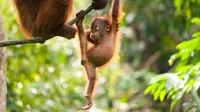 Peneliti: Populasi Orangutan Kalimantan Kritis