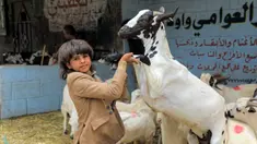 Seorang anak memegang kaki depan kambing di pasar ternak di Sanaa, Yaman, Rabu (14/7/2021). Orang-orang membeli perbekalan untuk persiapan perayaan Idul Adha. (MOHAMMED HUWAIS/AFP)