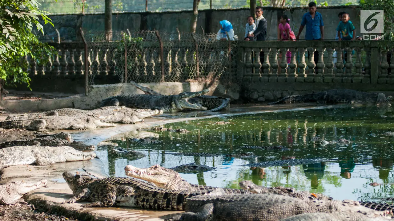 Libur Lebaran, Taman Buaya Jadi Wisata Alternatif di Bekasi