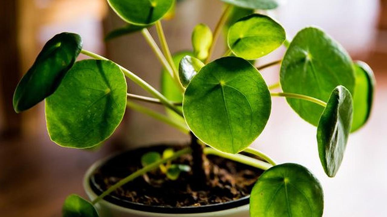 Chinese Money Plant