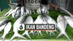 TV Imlek