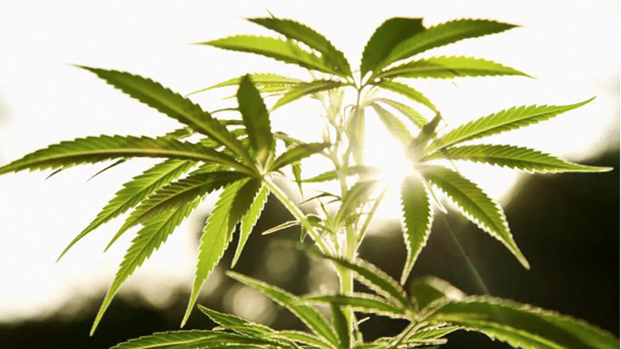 Enam Fakta Menarik Tentang Ganja yang Perlu Diketahui 