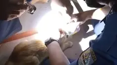 Cerita Petugas Damkar Lepaskan Kepala Kucing Nyangkut Kaleng Makanan