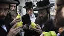 Sejumlah pria Yahudi Ultra-Ortodoks memeriksa Etrog atau yang dikenal juga jeruk Citron untuk ritual Sukkot di Yerusalem (1/10). (AFP Photo/Manahem Kahana)