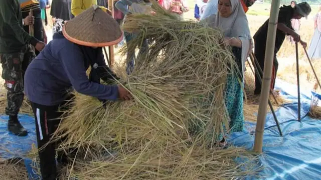 Di Nagari Batu Taba Kecamatan Batipuh Selatan, Kabupaten Tanah Datar Sumatera Barat, ada yang unik setiap kali masa panen padi tiba, yakni tradisi 'baronde'. (Liputan6.com/ Humas Pemkab Tanah Datar)