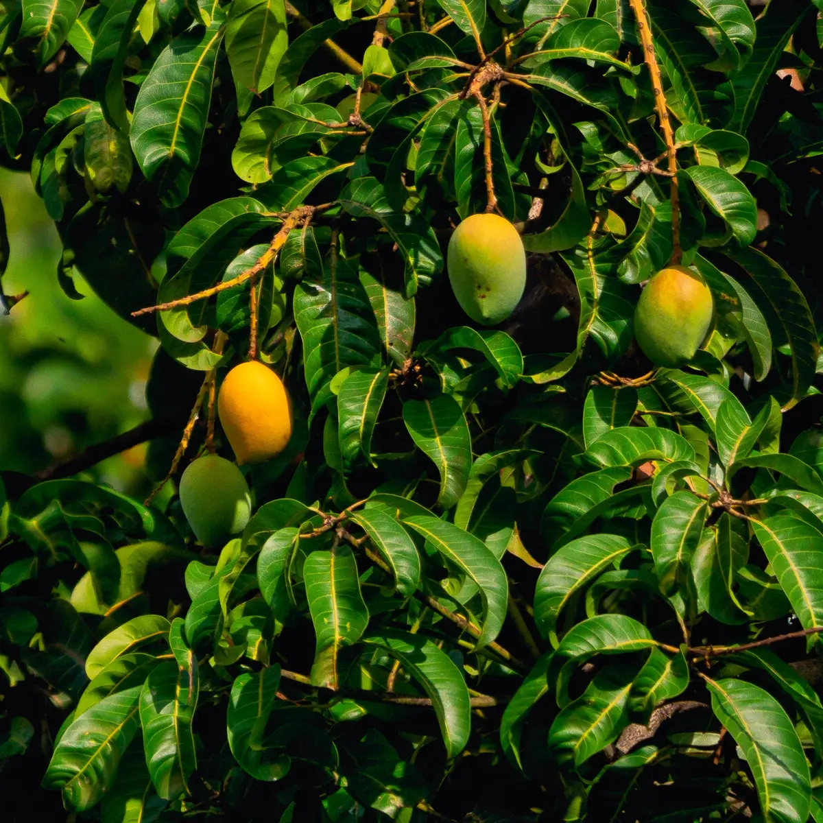 Info buku panen besar mangga dalam pot