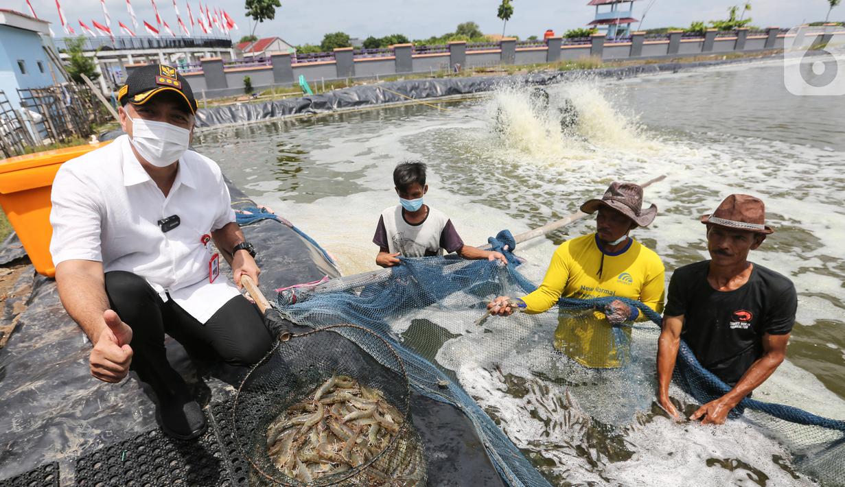 Wakil Presiden PEMSEA dan Network of Local Governments Ahmed Zaki Iskandar saat panen udang di Desa Ketapang, Kabupaten Tangerang (21/01/2022). Desa yang menjadi fokus program Gerbang Mapan yaitu Desa Tanjung Pasir, Ketapang, Patra Manggala, Surya Bahari dan Desa Kronjo. (Liputan6.com/Fery Pradolo)