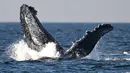 Sama seperti spesies paus lainnya, paus bungkuk juga melakukan perjalanan rutin tahunan yang disebut migrasi. (MAURO PIMENTEL / AFP)