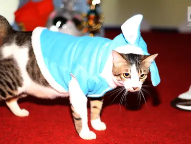 Bandi pemenang kucing mirip Bobby The Cat milik capres Prabowo Subianto saat mengikuti lomba di DPP Partai Gerindra, Jakarta, Sabtu (9/3). Acara Sahabat Bobby dan Lembaga Komunitas Penyayang Kucing Prabowo Sandi (KPKPS). (Liputan6.com/Herman Zakharia)