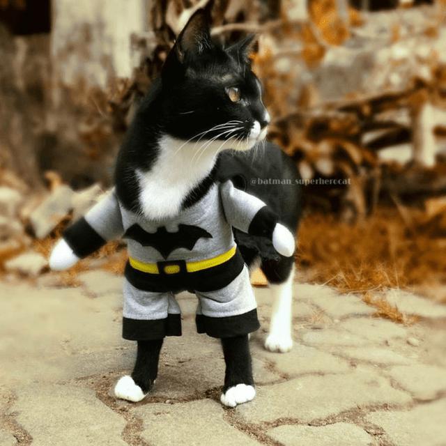 Potret Lucu Saat Kucing Berkostum Superhero Ini Bikin Gemes
