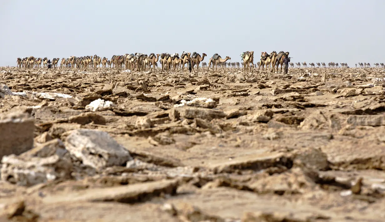 Ratusan unta memasuki area tambang garam di Danakil Depression, Afar, Ethiopia (28/3). Danakil adalah gurun terpanas yang memiliki suhu rata-rata 34 derajat celcius. (AFP Photo/Zacharias Abubeker)