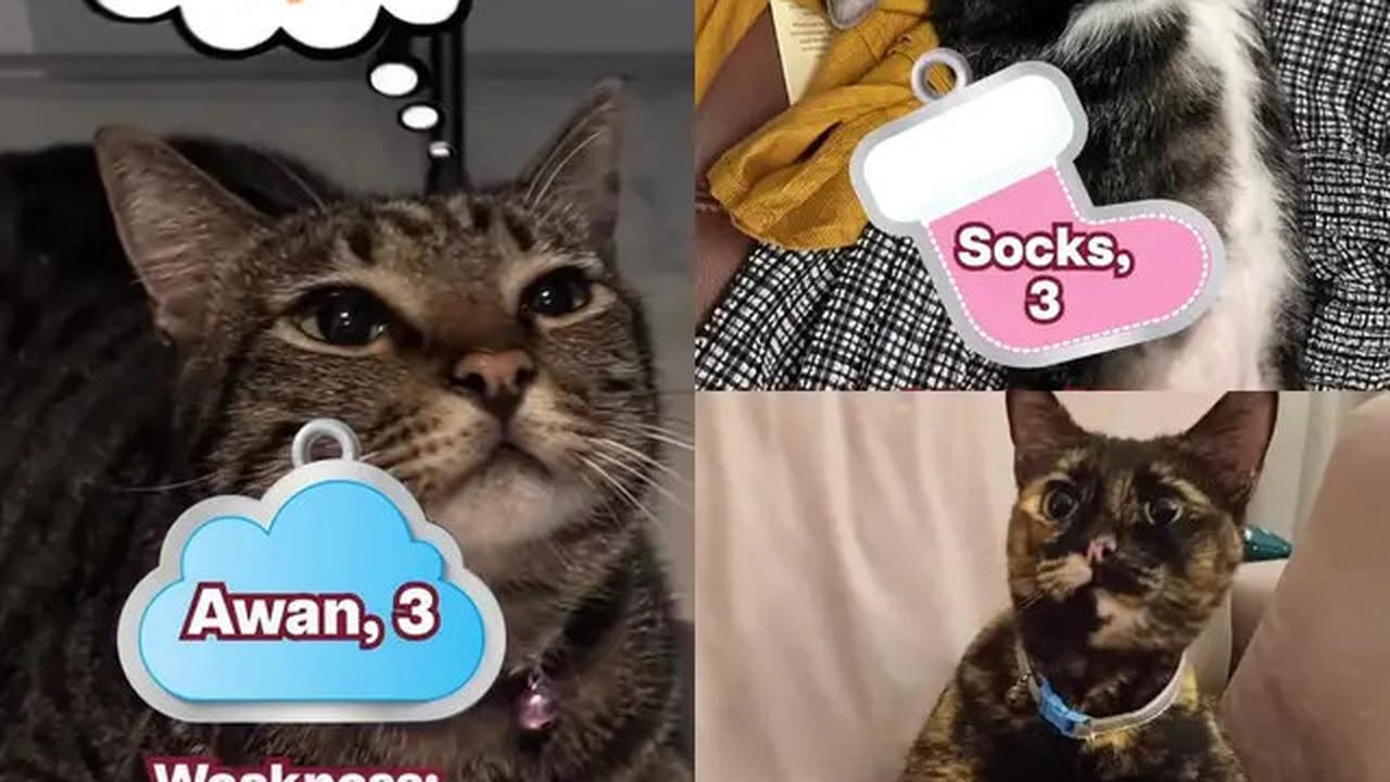 Selain Presiden Prabowo, 4 Pemimpin Dunia Ini Juga Punya Kucing yang Jadi Sorotan Seperti Bobby Kertanegara