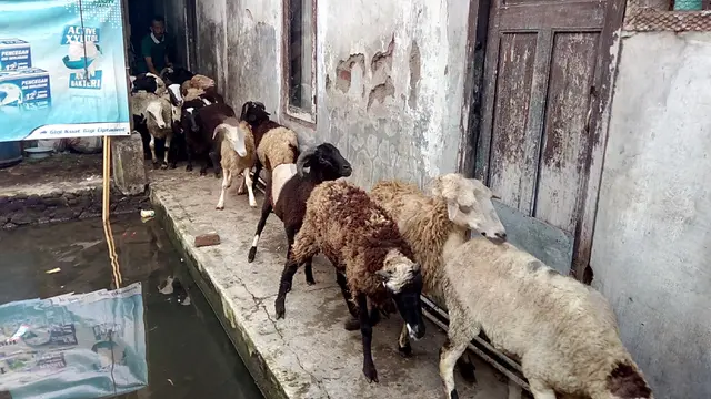 Domba Garut 