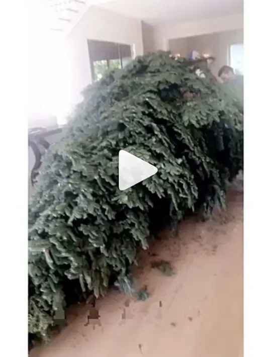 Pohon Pinuss yang diangkut truk dalam video tersebut akan menjadi hiasan di salah satu sudut ruangan di rumah mewahnya di kawasan Hidden Hills, California. (Instagram/kylizzlesnapchat)